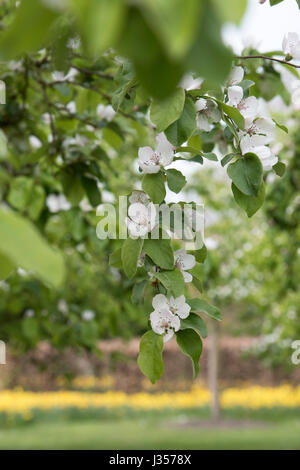 Cydonia oblonga "Ludovic'. Mela cotogna "Ludovic' albero in fiore Foto Stock