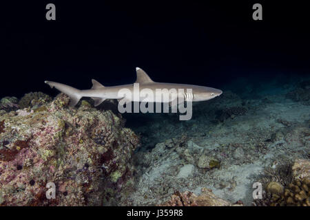 Whitetip reef shark (Triaenodon obesus) nuotare sulla barriera corallina nella notte, Oceano Indiano, Maldive Foto Stock