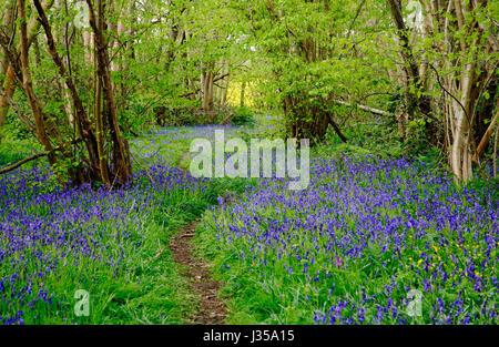 Una vista di un sentiero attraverso un tappeto di bluebells, Hyacinthoides non scripta, in antichi boschi a Foxley, Norfolk, Inghilterra, Regno Unito. Foto Stock