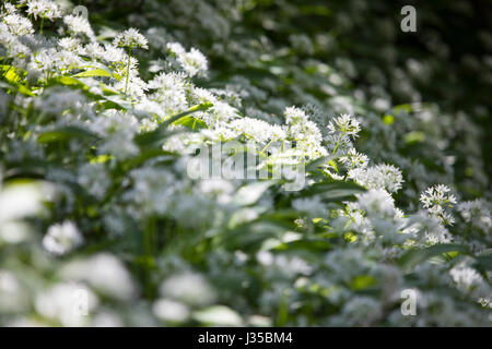 Il nord del Galles, nel Regno Unito il 2 maggio 2017, Regno Unito - Previsioni del tempo - Dopo un tipico Bank Holiday il meteo è migliorata con il caldo sole piacevole nel Galles del Nord. Foto Stock