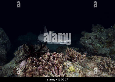 Oceano Indiano, Maldive. Xix Mar, 2017. Whitetip reef shark (Triaenodon obesus) nuotare sulla barriera corallina nella notte, Oceano Indiano, Maldive Credito: Andrey Nekrasov/ZUMA filo/ZUMAPRESS.com/Alamy Live News Foto Stock