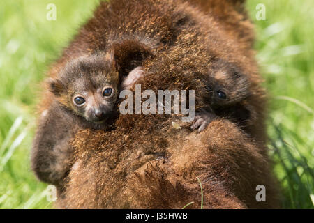 Manor Wildlife Park, San Firenze, Tenby, Pembrokeshire, West Wales, Regno Unito. Il 3 maggio, 2017. Twin lemure Red-Bellied cuccioli nati allo zoo di Bonnie mamma e papà biscotto, il 20 aprile. Il unnamed twin boys sono uno dei rari i membri della sua specie. Madre e bambini stanno bene. Credito: Andrew Bartlett/Alamy Live News Foto Stock