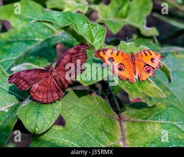 Chiang Mai, Thailandia. Xii Nov, 2006. Il Bai Orchid-Butterfly Farm, in Mae Rim distretto di Chiang Mai, dispone di un ecosistema di centinaia di esotico specie di farfalle di molti colori e dimensioni in aggiunta alle sue migliaia di specie di orchidee. La Tailandia è diventata una destinazione turistica preferita. Credito: Arnold Drapkin/ZUMA filo/Alamy Live News Foto Stock