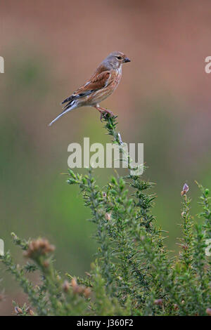 Maschio Linnet comune arroccato su gorse bush Foto Stock