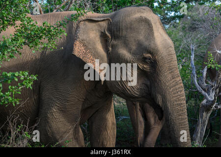 Madre Elephant esce con suo figlio a Yala National Park nello SRI LANKA Foto Stock