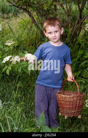 Benvenuti in Repubblica ceca - La raccolta di sambuco blossom flower - ragazzo con erbe completa cesto fiorito Foto Stock