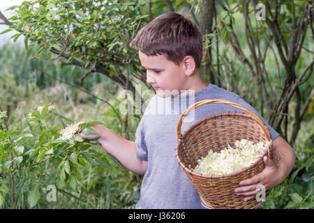 Benvenuti in Repubblica ceca - La raccolta di sambuco blossom flower - ragazzo con erbe completa cesto fiorito Foto Stock