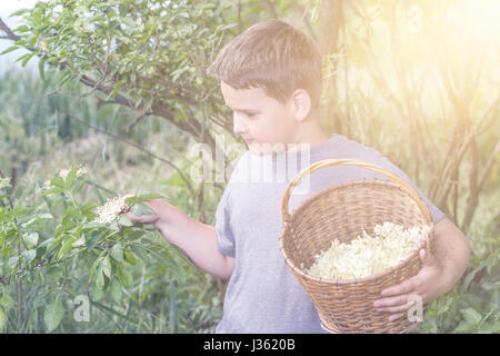 Benvenuti in Repubblica ceca - La raccolta di sambuco blossom flower - ragazzo con erbe completa cesto fiorito Foto Stock