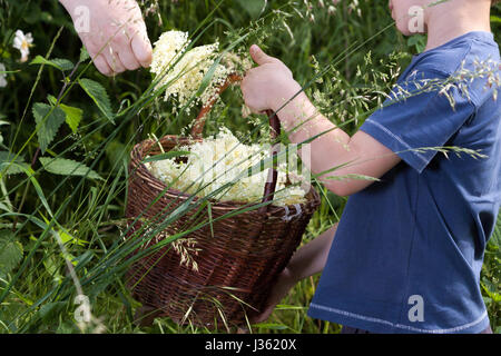 Benvenuti in Repubblica ceca - La raccolta di sambuco blossom flower - ragazzo con erbe completa cesto fiorito Foto Stock