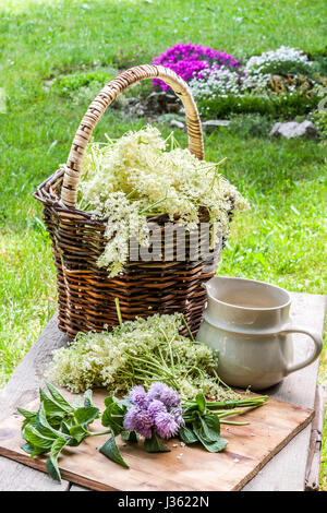 Il sambuco blossom fiore in un cestello in giardino - erbe per preparare uno sciroppo con un vecchio Caraffa del Bianco Foto Stock