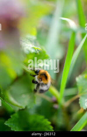 Primo piano di fiori e bumblebee su ortiche nella foresta Foto Stock