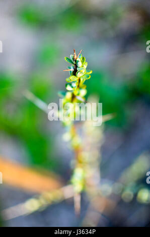 Frangola ramo di bacche di olivello spinoso di albero in primavera Foto Stock