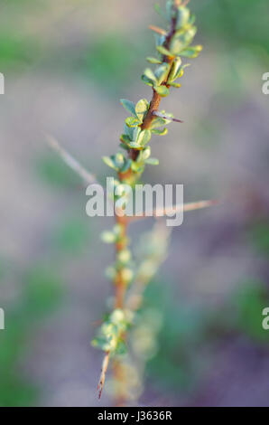 Frangola ramo di bacche di olivello spinoso di albero in primavera Foto Stock