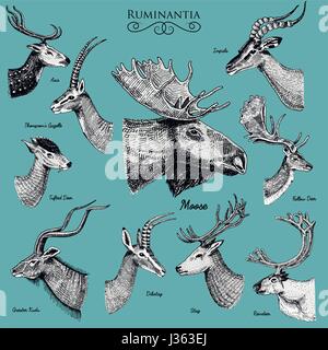 Grande set di corno, corna di animali o di alce elk con impala, gazelle e maggiore kudu, daini renna e feste di addio al celibato, doe o capriolo, asse e dibatag disegnati a mano, inciso Illustrazione Vettoriale