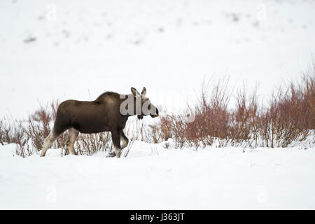 Moose / Elch ( Alces alces ) in inverno, torello, sparso palchi, camminando attraverso il suo habitat tipico, lungo alcuni arbusti attraverso la neve profonda, WY, STATI UNITI D'AMERICA. Foto Stock