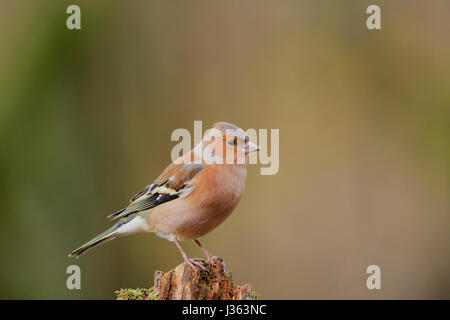 Comune maschio fringuello, Fringilla coelebs, nei boschi, West Lothian, Scozia, Regno Unito Foto Stock