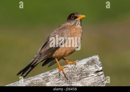 Tordo di Falkland Foto Stock