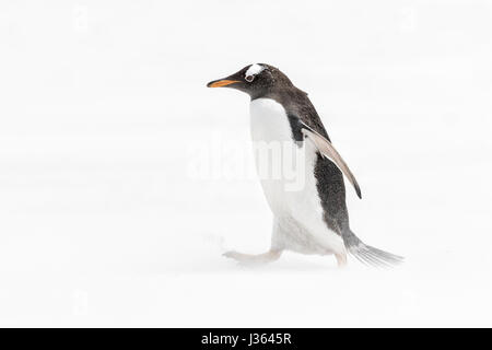 Gentoo Penguin cammina in una tempesta di sabbia bianca Foto Stock