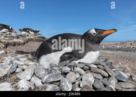 Pinguino di Gentoo Foto Stock