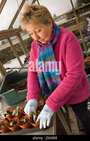 Giardiniere val bourne nel giardino del suo cottage in Cotswolds, Gloucestershire, UK Foto Stock