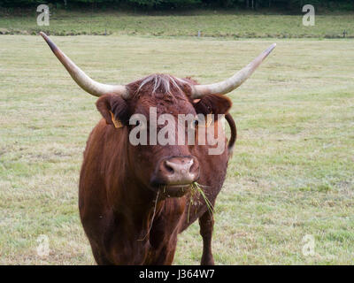 Mucca Saler in un prato masticare qualche ciuffo di erba. Foto Stock