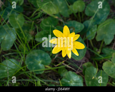 Ficaria verna ( lesser celandine o pilewort,). Foto Stock