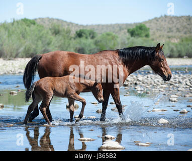 Il fiume sale di cavalli selvaggi in Arizona Foto Stock