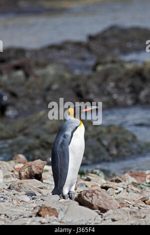 Pinguino reale (aptenodytes patagonicus), Godthul, Georgia del Sud Foto Stock