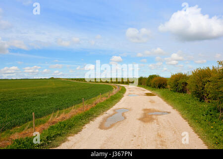 Un calcare agriturismo via con un raccolto di grano e hawtorn siepe nel yorkshire wolds sotto un azzurro cielo molto nuvoloso in primavera Foto Stock