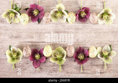 Retrò sfondo pasqua. Telaio con viola e bianco fiori di primavera di l'elleboro o rose quaresimale Foto Stock