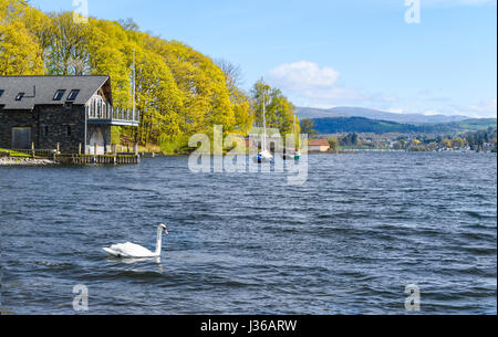 Lone swan vicino a boathouse durante la primavera al lago di Windermere, Cumbria, Lake District, Inghilterra, Gran Bretagna. Foto Stock