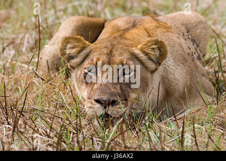 Lioness sdraiata nell'erba e a guardare la preda. Okavango Delta. Foto Stock