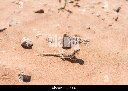 Primo piano dell'agama (Phrynocephalus arabico) a testa di punta araba nel deserto, circondato da sabbia e poche piccole pietre Foto Stock