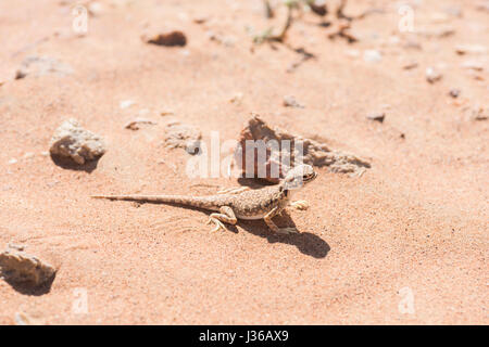 Primo piano dell'agama (Phrynocephalus arabicus) con testa di rospo arabico nel deserto, circondato da sabbia e pochi piccoli sassi, osservazione della fauna selvatica Foto Stock