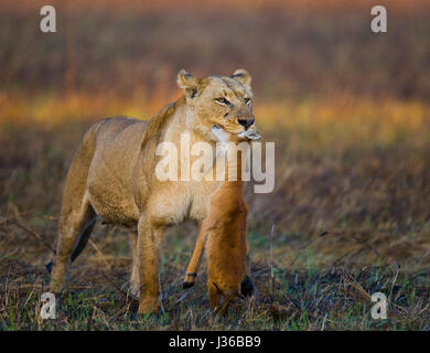 Lioness con la preda. Botswana. Okavango Delta. Foto Stock