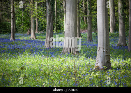 Moquette Bluebells un bosco piano Foto Stock