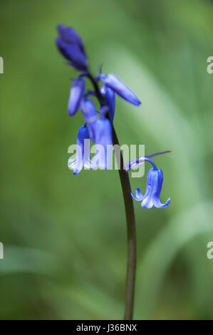 Un nativo di British bluebell. Foto Stock