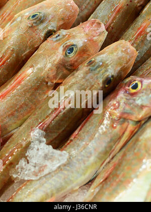 Capone gallinella (chelidonichthys lucerna): mercato di piatti a base di frutti di mare Foto Stock