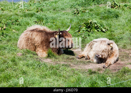 Highland bovini, fiume Weser, Weser Uplands, Weserbergland, Hesse, Germania Foto Stock