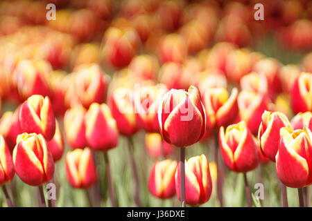 Red and yellow flamed tulips from Holland Foto Stock
