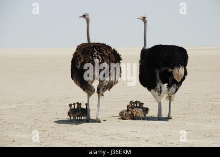 Gli struzzi su Etosha pianura di sale, Namibia, mantenendo questo pulcini in ombra e a cercare i predatori. Foto Stock