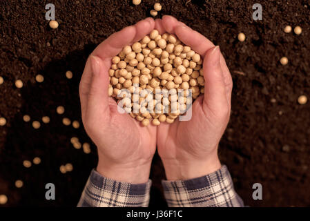 Semi di soia raccolti nella mani di un agricoltore femmina Foto Stock