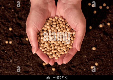 Semi di soia raccolti nella mani di un agricoltore femmina Foto Stock