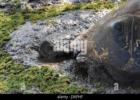 La tartaruga gigante (Geochelone nigrita) wallowing nei margini fangosi del Lago Rosso, Laguna Roja, nelle highlands di Santa Cruz, Galapagos. Foto Stock