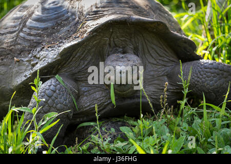 La tartaruga gigante (Geochelone nigrita) nelle Highlands di Santa Cruz, Galapagos. Foto Stock