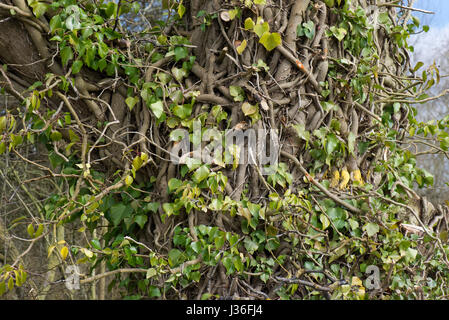 Antica e consolidata comune, edera Hedera helix, ritorcitura e intrecciato attorno al fusto di un albero con le foglie parzialmente rimosso per mostrare la Foto Stock