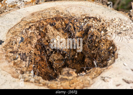 Rhizomorphs nero o cordicelle fungina di miele fungo Armillaria mellea, formata sul malato morto e nucleo di un albero marcio, Berkshire, Marzo Foto Stock