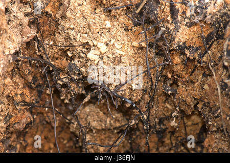 Rhizomorphs nero o cordicelle fungina di miele fungo Armillaria mellea, formata sul malato morto e nucleo di un albero marcio, Berkshire, Marzo Foto Stock