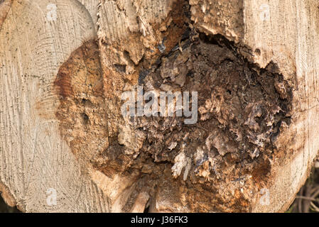 Rhizomorphs nero o cordicelle fungina di miele fungo Armillaria mellea, formata sul malato morto e nucleo di un albero marcio, Berkshire, Marzo Foto Stock