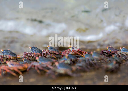 Sally lightfoot granchi (Grapsus grapsus), raccolti sulla parete del molo a Puerto Velasco Ibarra, isola Floreana. Foto Stock